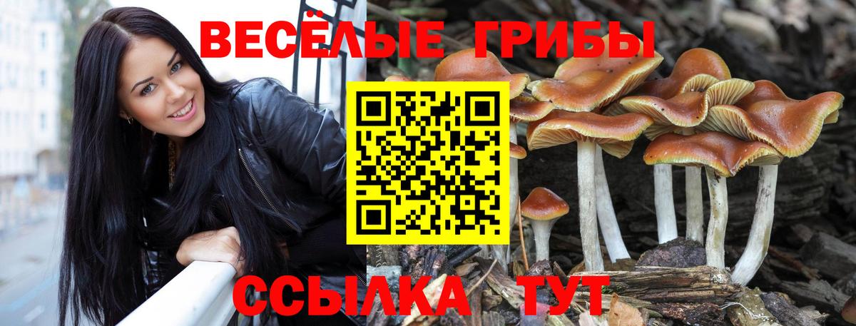 Псилоцибиновые грибы ЛСД  Вход с VPN  Саянск  что такое наркотик  Псилоцибиновые грибы Cubensis 